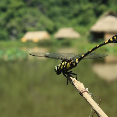 Ninh Binh Valley Homestay Zewnętrze zdjęcie